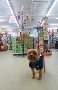 Lambertville Hardware is dog-friendly