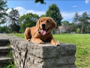 puppy chilling outside