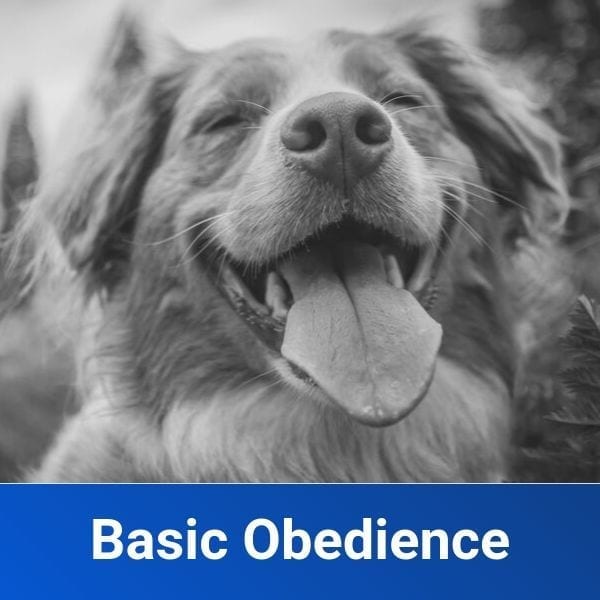 basic obedience dog training toledo