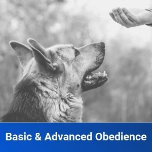 basic and advanced obedience dog training toledo