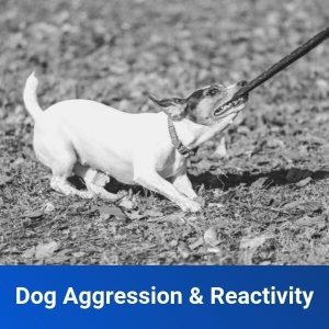 dog aggression reactivity training toledo