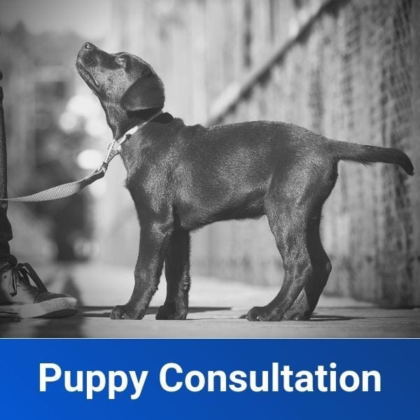 puppy consultation toledo