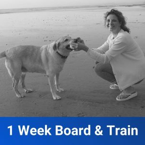 toledo dog training 1 week board and train