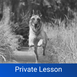 toledo dog training private lesson