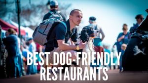 Best Dog-Friendly Restaurants by Off Leash K9 Training Toledo