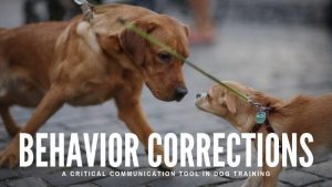 behavior corrections dog training toledo