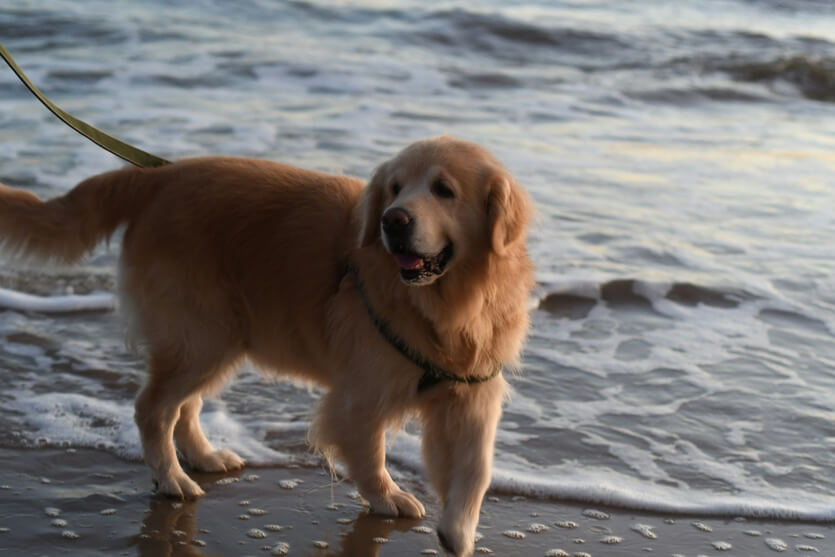 where are the best dog-friendly beach in toledo oh