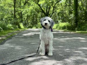 what to give dogs for upset stomach