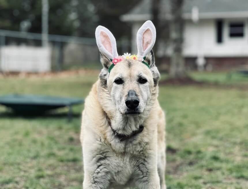 how long does it take to train a dog