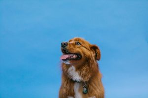 what is bubble theory dog training