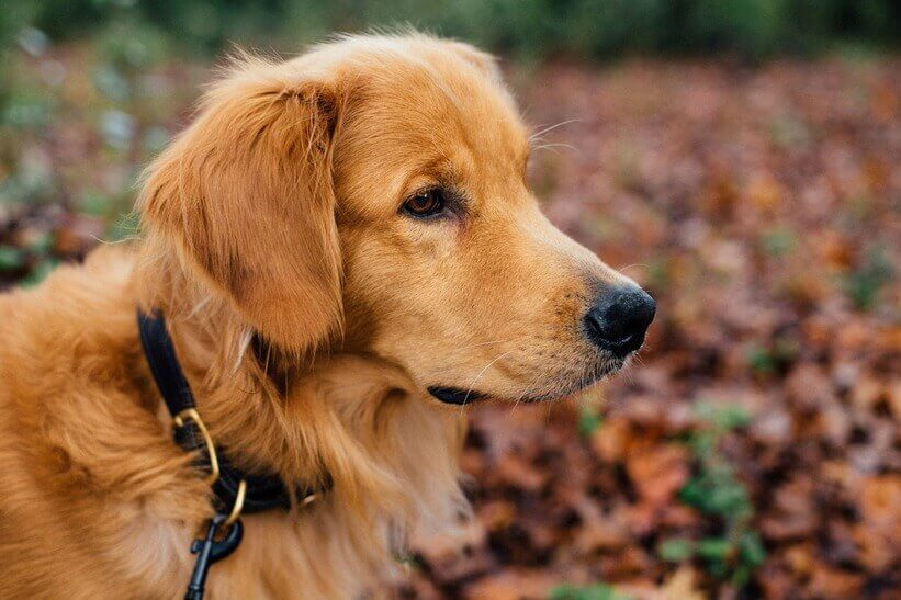 what is the best dog training collar