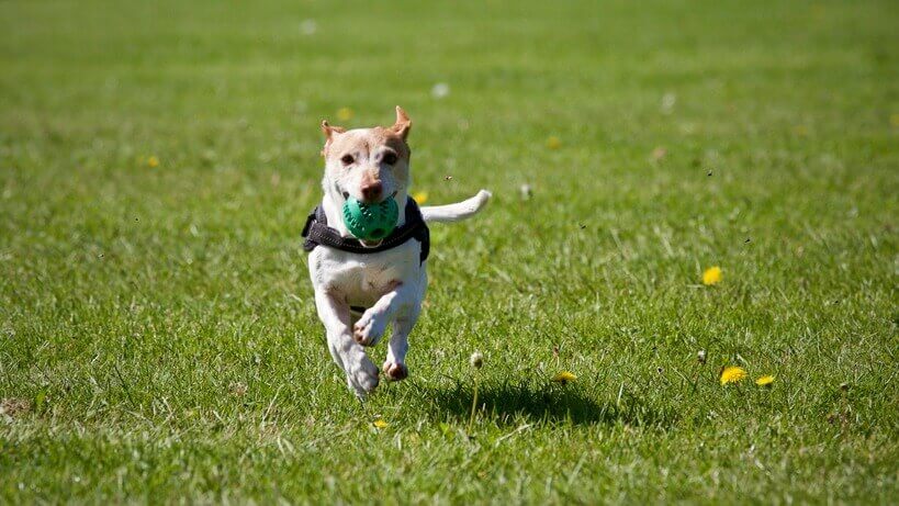 how to use a dog training collar