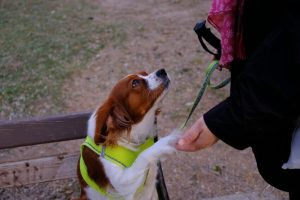 what equipment do you need for dog agility training