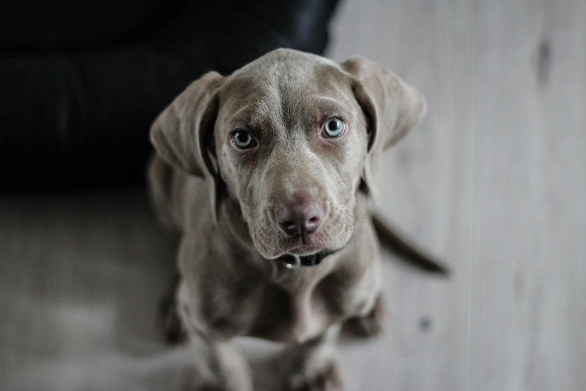 how does a clicker work for dog training