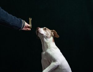 What is Positive Punishment in Dog Training