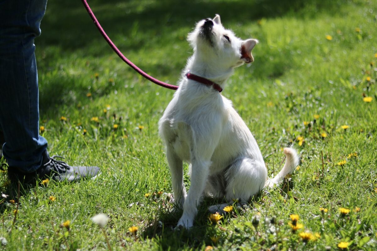 what are the 7 basic commands for dog training