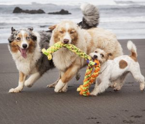 What to Expect After Board and Train Pickup 2 After board and train dog training dogs play on beach