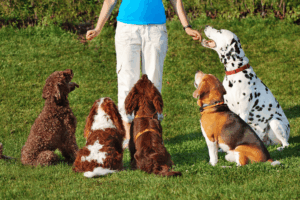 Dog trainer standing on grass holding treats while five dogs—including a Dalmatian, Beagle, and spaniels—sit attentively in a park training session.