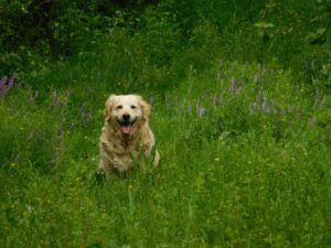 Keep your dog active when it's too hot outside,