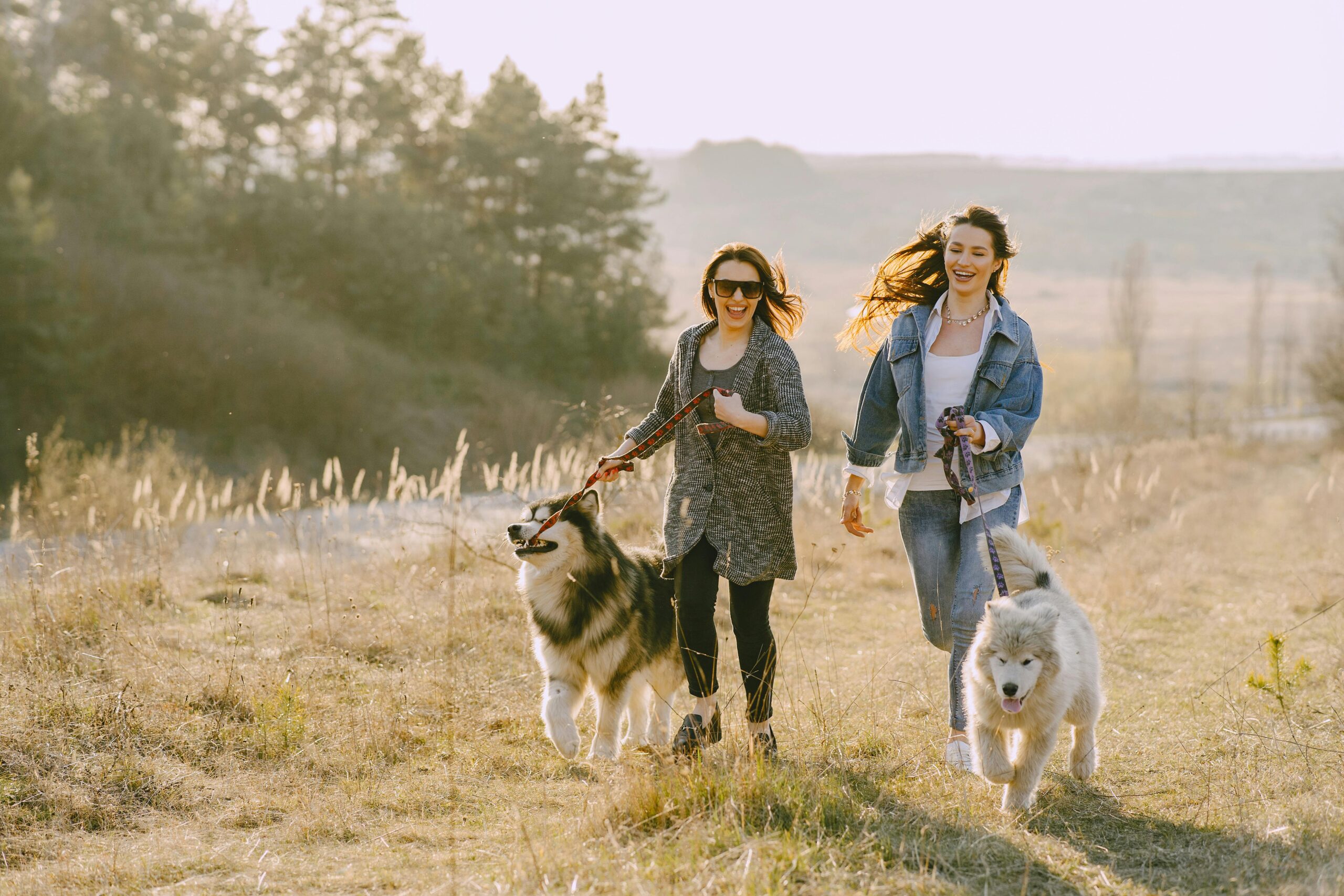 Keep your dog active when it's too hot outside,