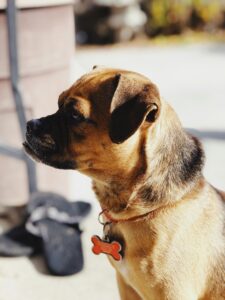 Backyard Safety for Dogs: BBQs, Kids, and Distractions 