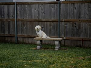 Backyard Safety for Dogs: BBQs, Kids, and Distractions
