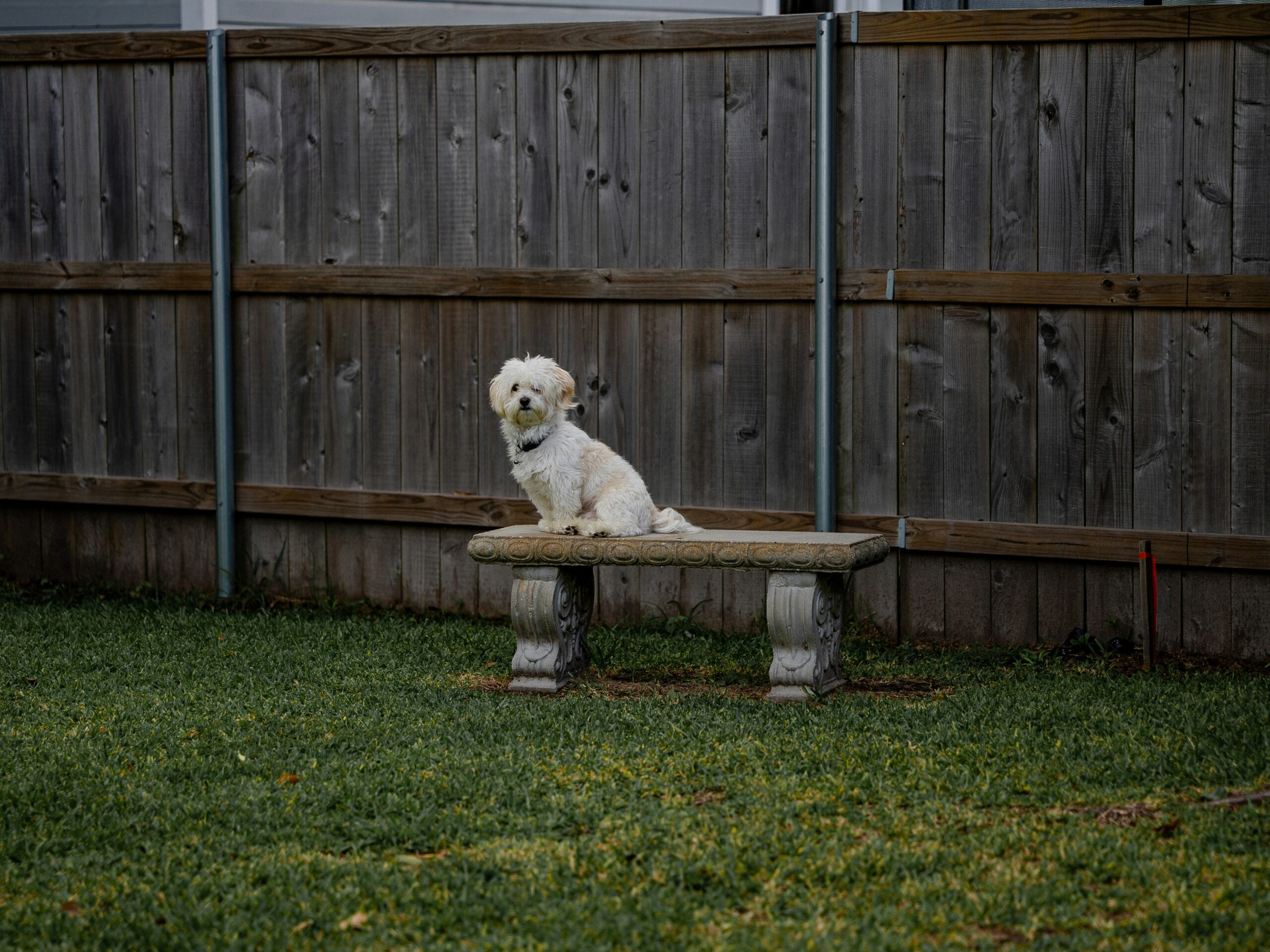 Backyard Safety for Dogs: BBQs, Kids, and Distractions