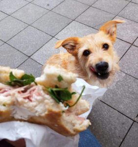 Summer foods for dogs