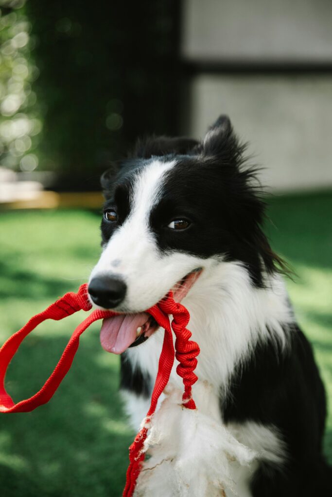 Mastering Loose Leash Walking Before Fall Adventures Begin 