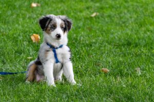 Mastering Loose Leash Walking Before Fall Adventures Begin