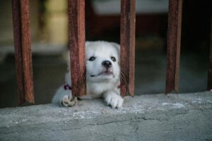 Preparing Your Dog for Back-to-School Schedule Changes