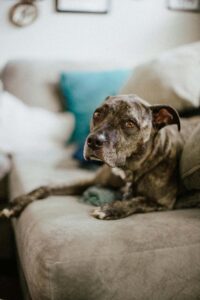 Preparing Your Dog for Back-to-School Schedule Changes