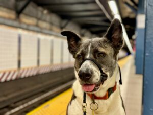 Socialization 101: Proven Confidence Boost for Dogs