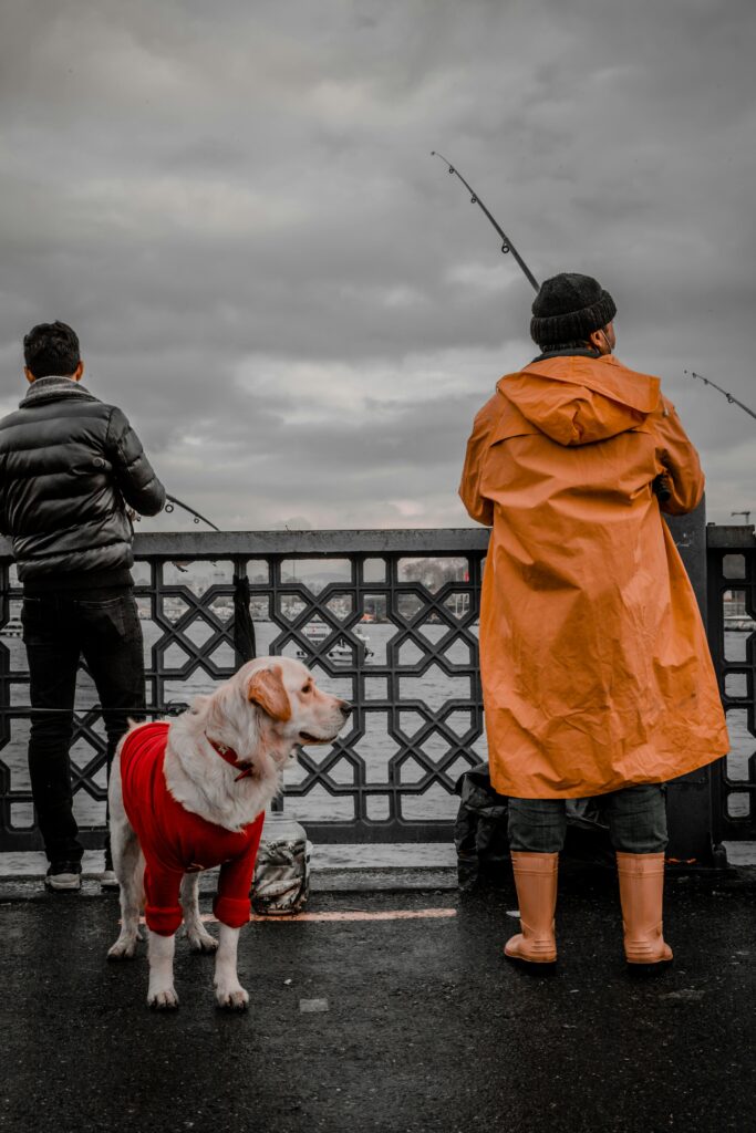 Socialization 101: Proven Confidence Boost for Dogs