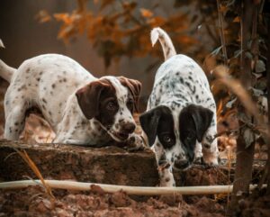 Two spotted puppies exploring outdoors, standing on a log among dry leaves and autumn foliage.