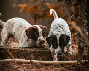 Top 5 Exciting Fall Dog Activities That Reinforce Obedience
