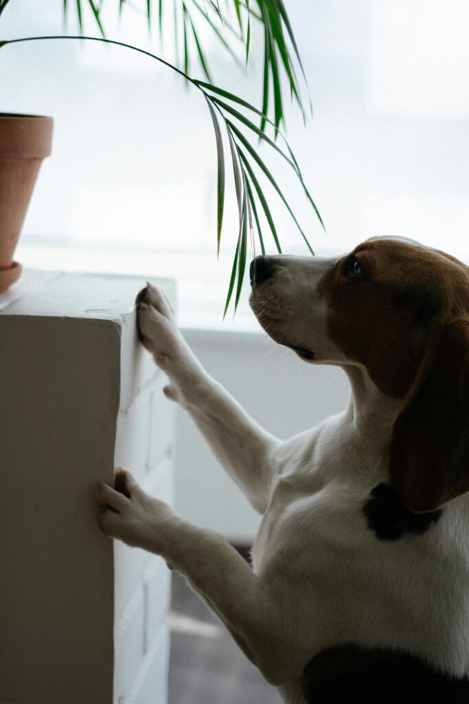 Busy Dog Owners: Proven Ways to Reinforce Training