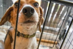 Crate Training 101: The Simple Positive Approach