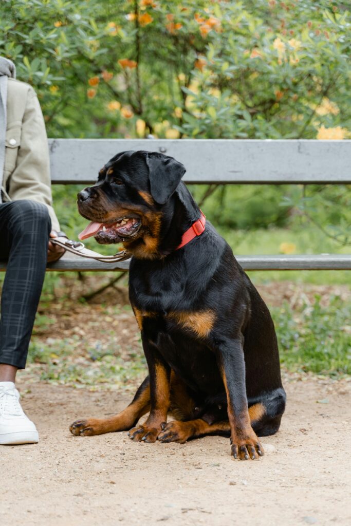 Obedience Training: A Powerful Lifelong Journey 