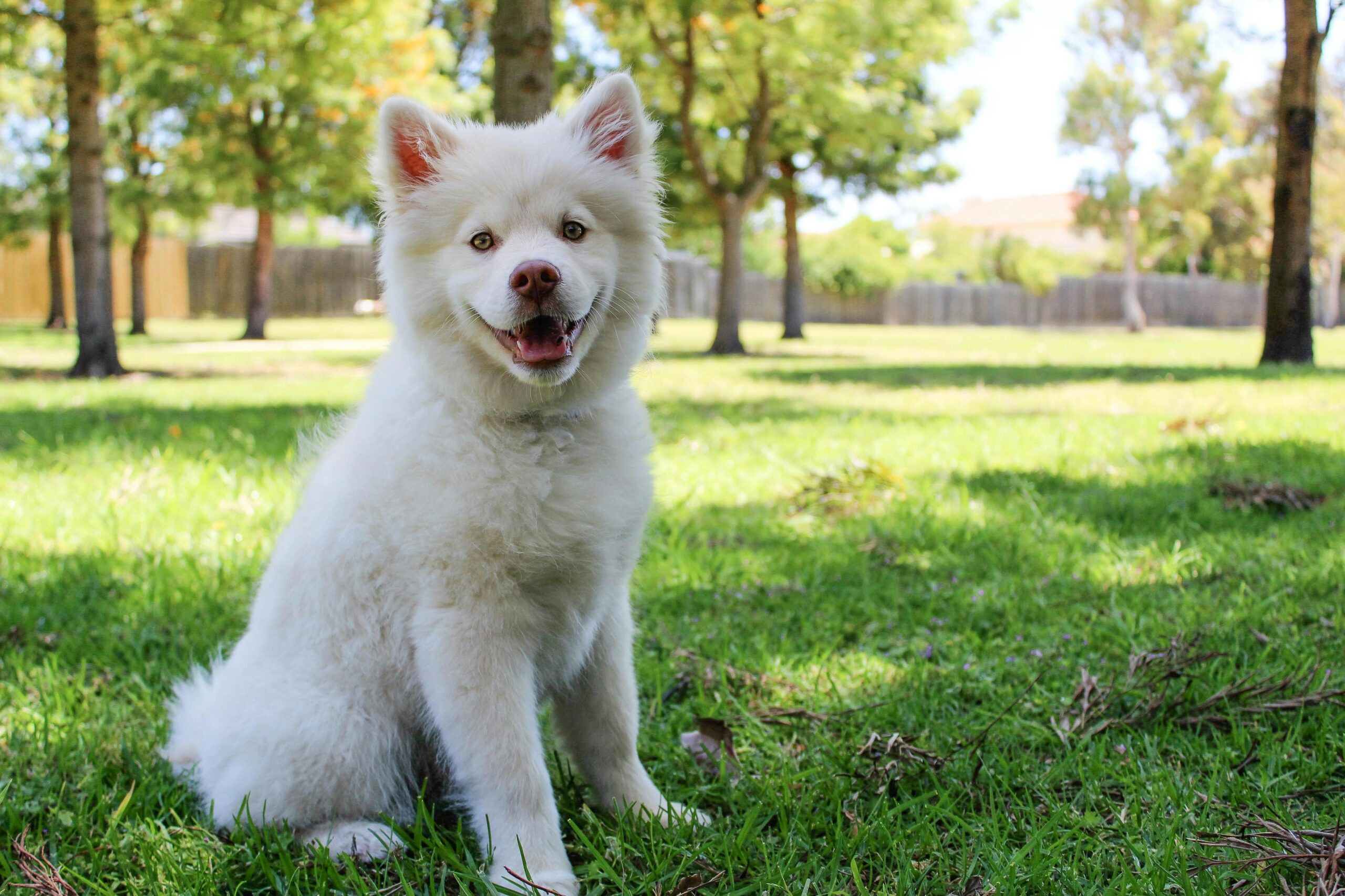 Dog Parks vs. Structured Play: What’s Better for Training?