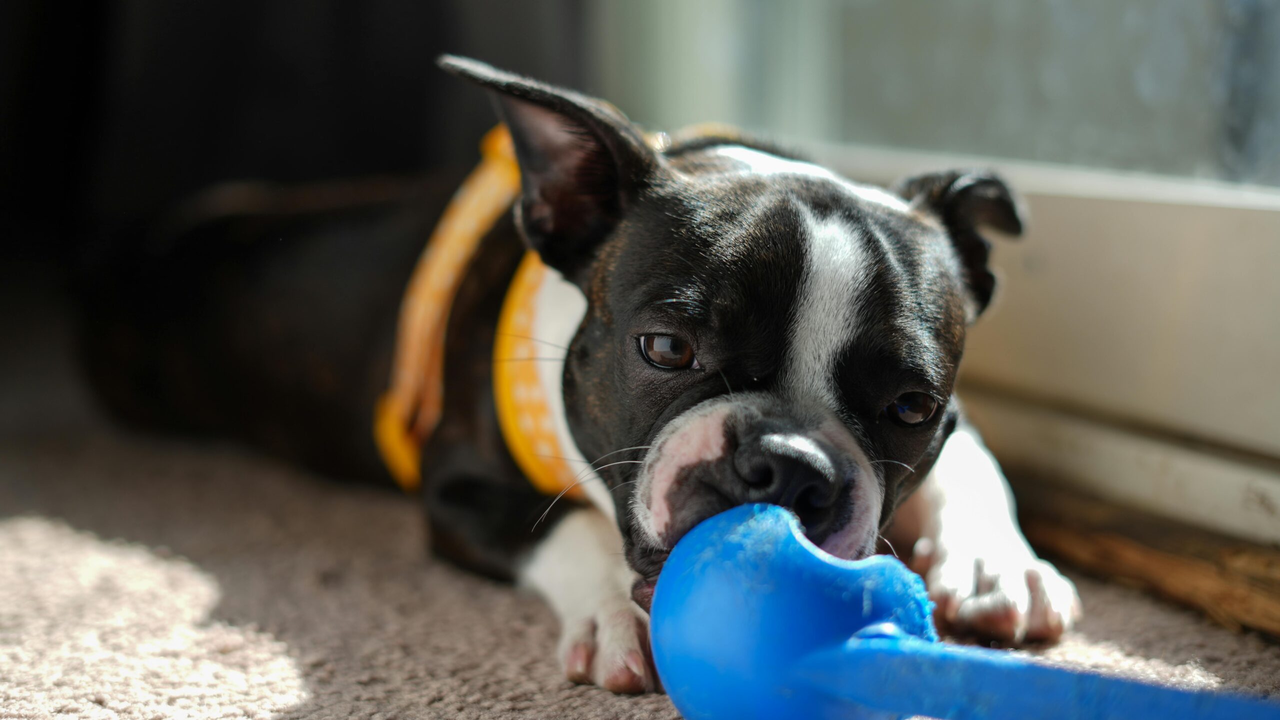 Busy Dog Owners: Proven Ways to Reinforce Training