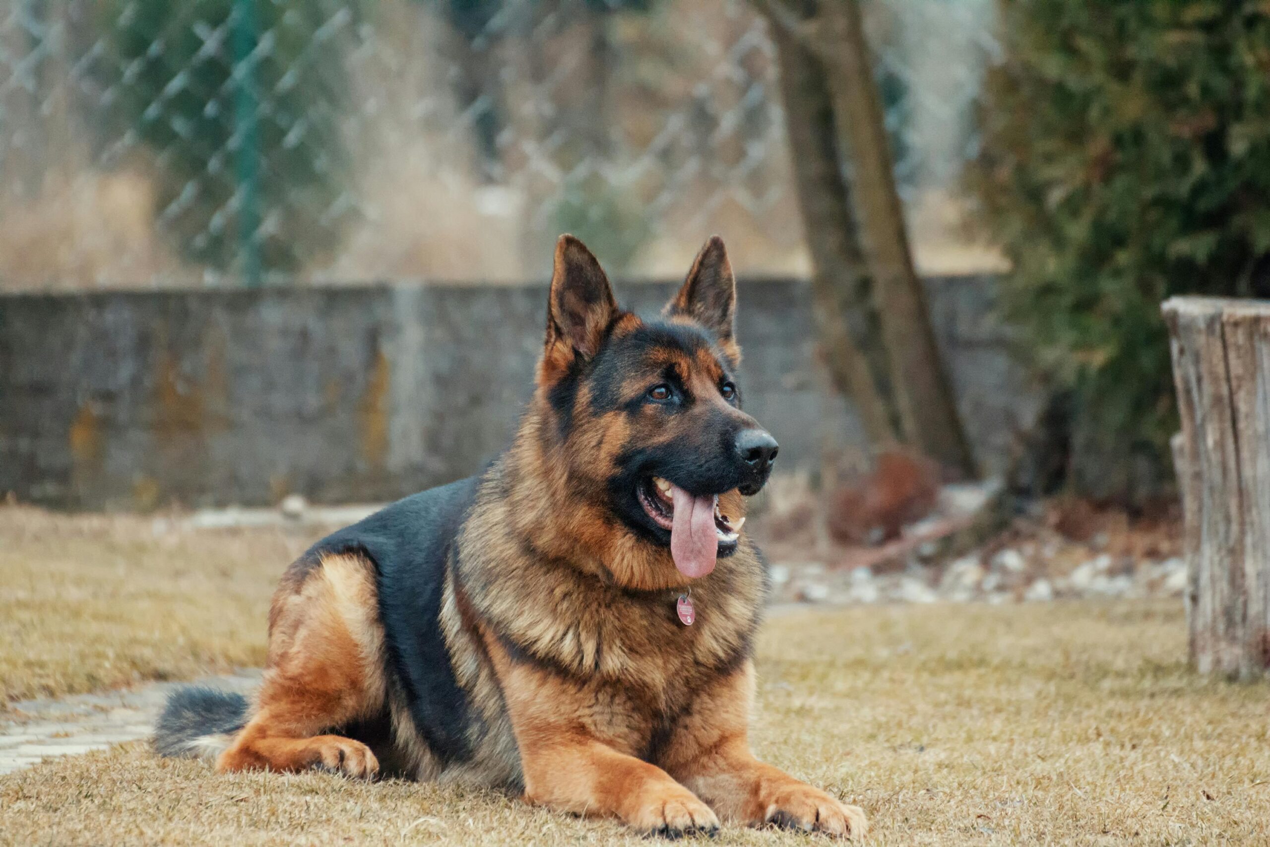 Obedience Training: A Powerful Lifelong Journey