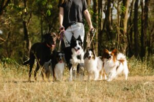 OLK9 Dog Training Blog 21 Dog walker holding leashes for five dogs—including a Labrador, Border Collie, Shelties, and a Papillon—standing together on a wooded trail outdoors.