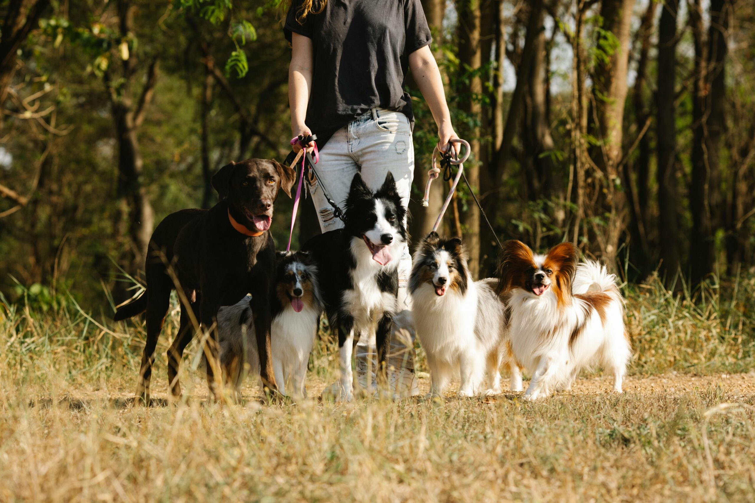 Multi-Dog Success: Expert Training Tips for a Happy Pack