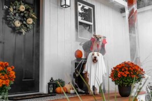 Spooky Halloween with Dogs: Fun Costumes, Candy, and Chaos