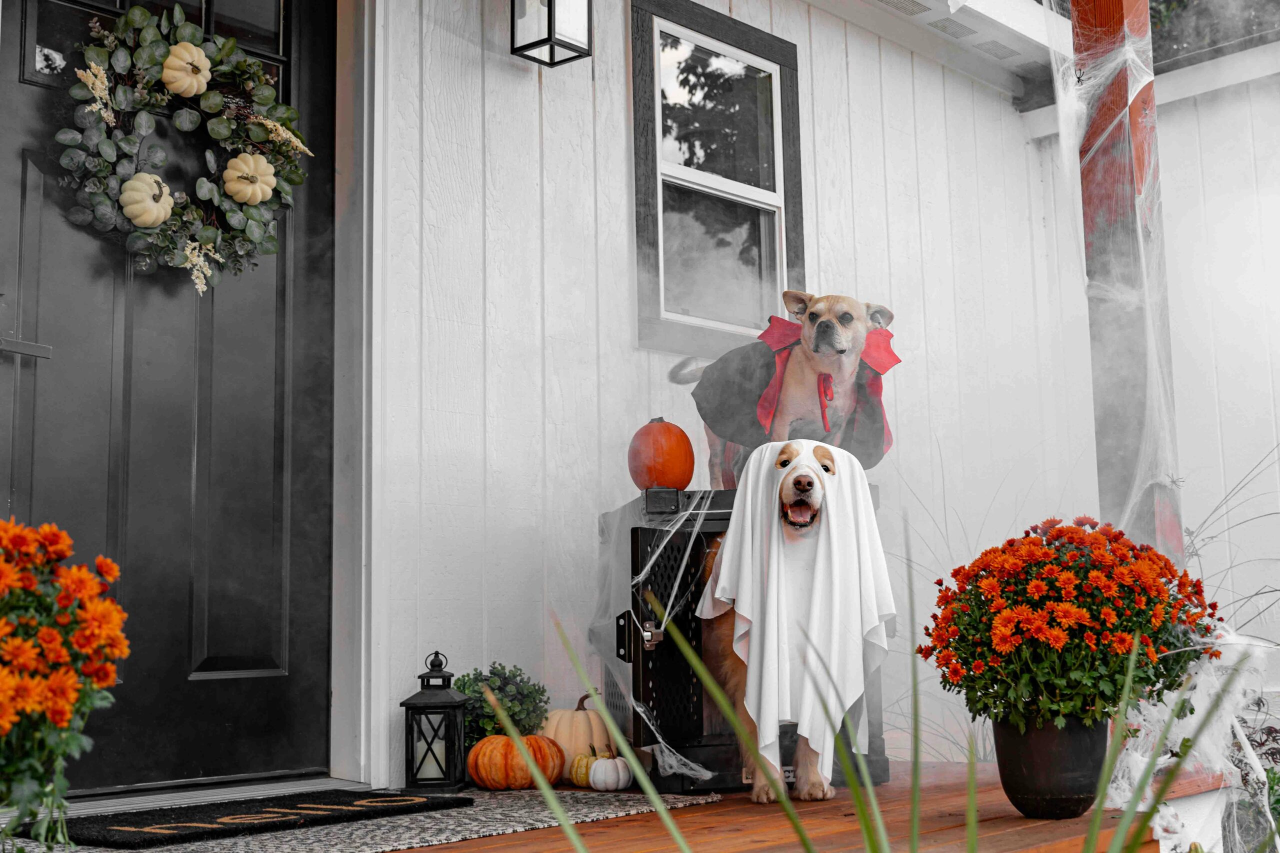 Spooky Halloween with Dogs: Fun Costumes, Candy, and Chaos