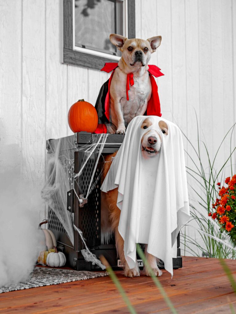 Spooky Halloween with Dogs: Fun Costumes, Candy, and Chaos