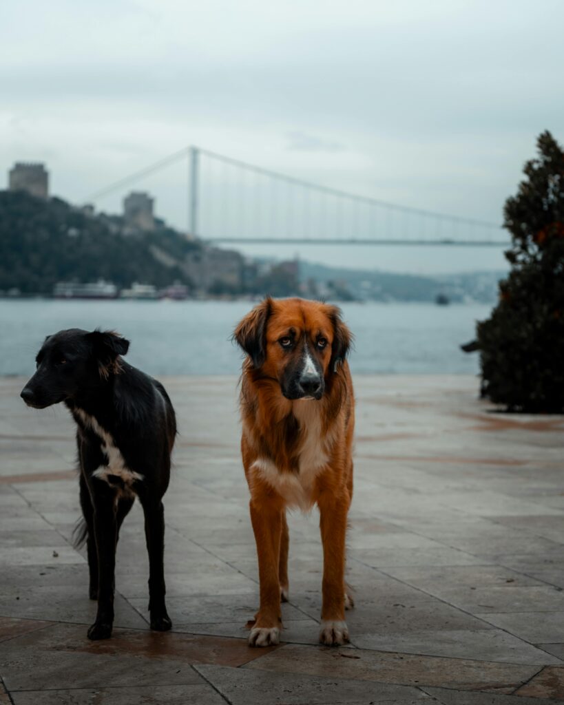 How to Introduce a New Dog and Avoid the Chaos 