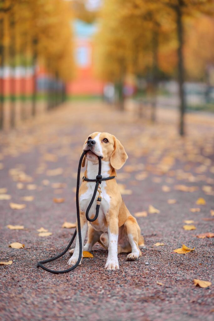 Leash Reactivity: Powerful Causes, Fixes, & Myths Explained 