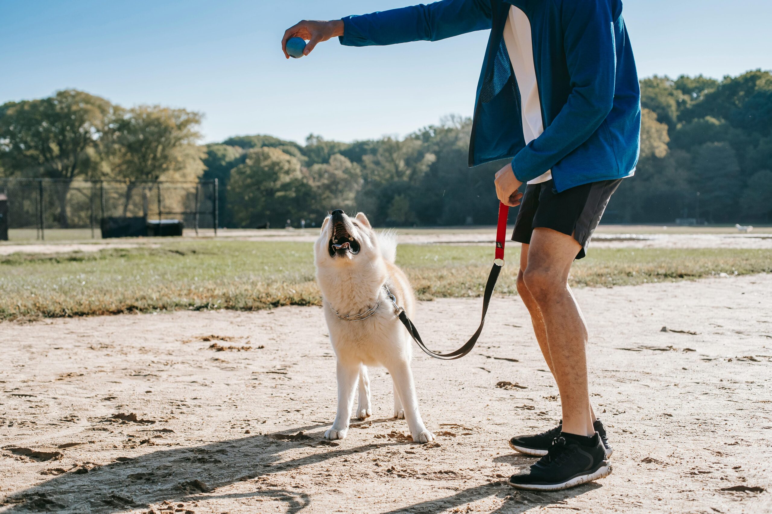 Leash Reactivity: Powerful Causes, Fixes, & Myths Explained